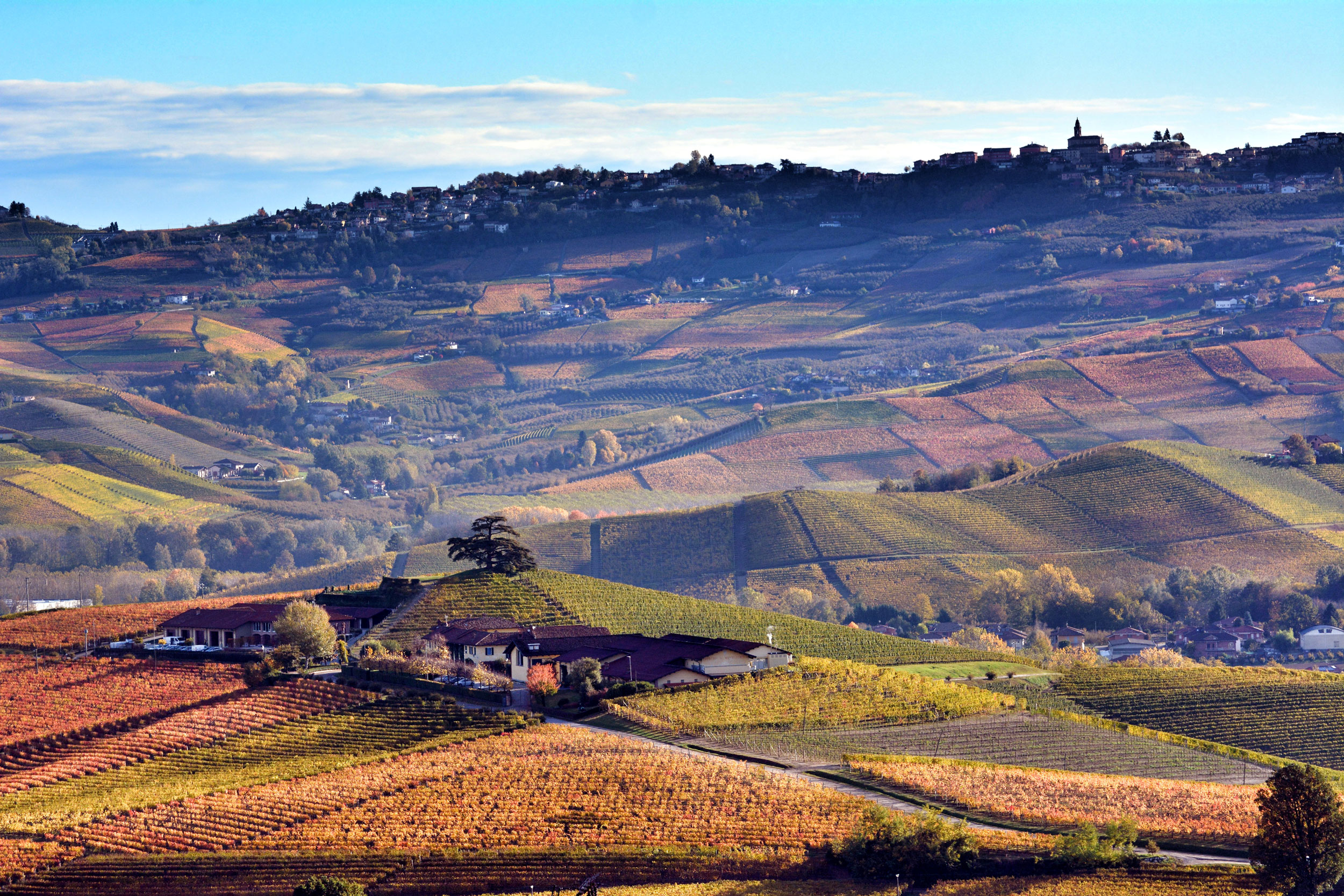 Vines Langhe Piemonte wine