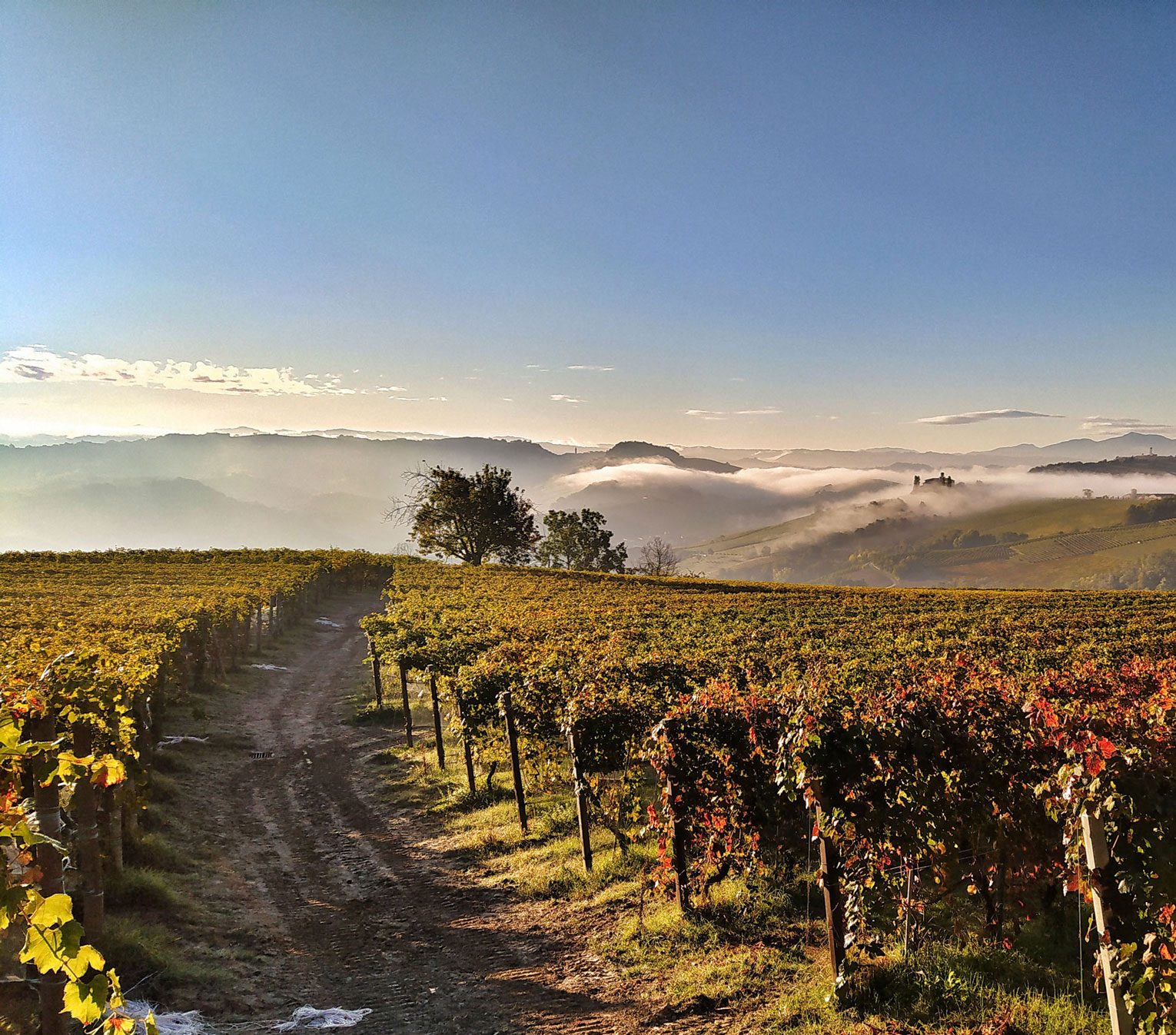 Barbaresco Nebbiolo Barolo vines Langhe