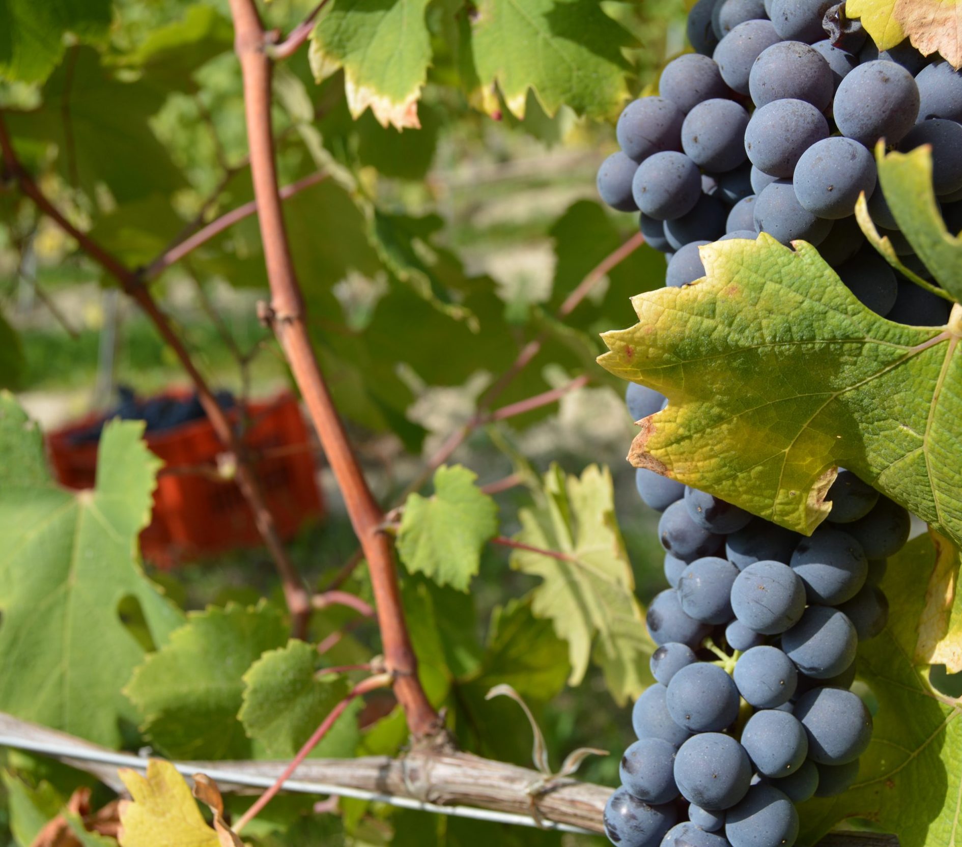 Vines Langhe Piemonte Barolo grapes wine