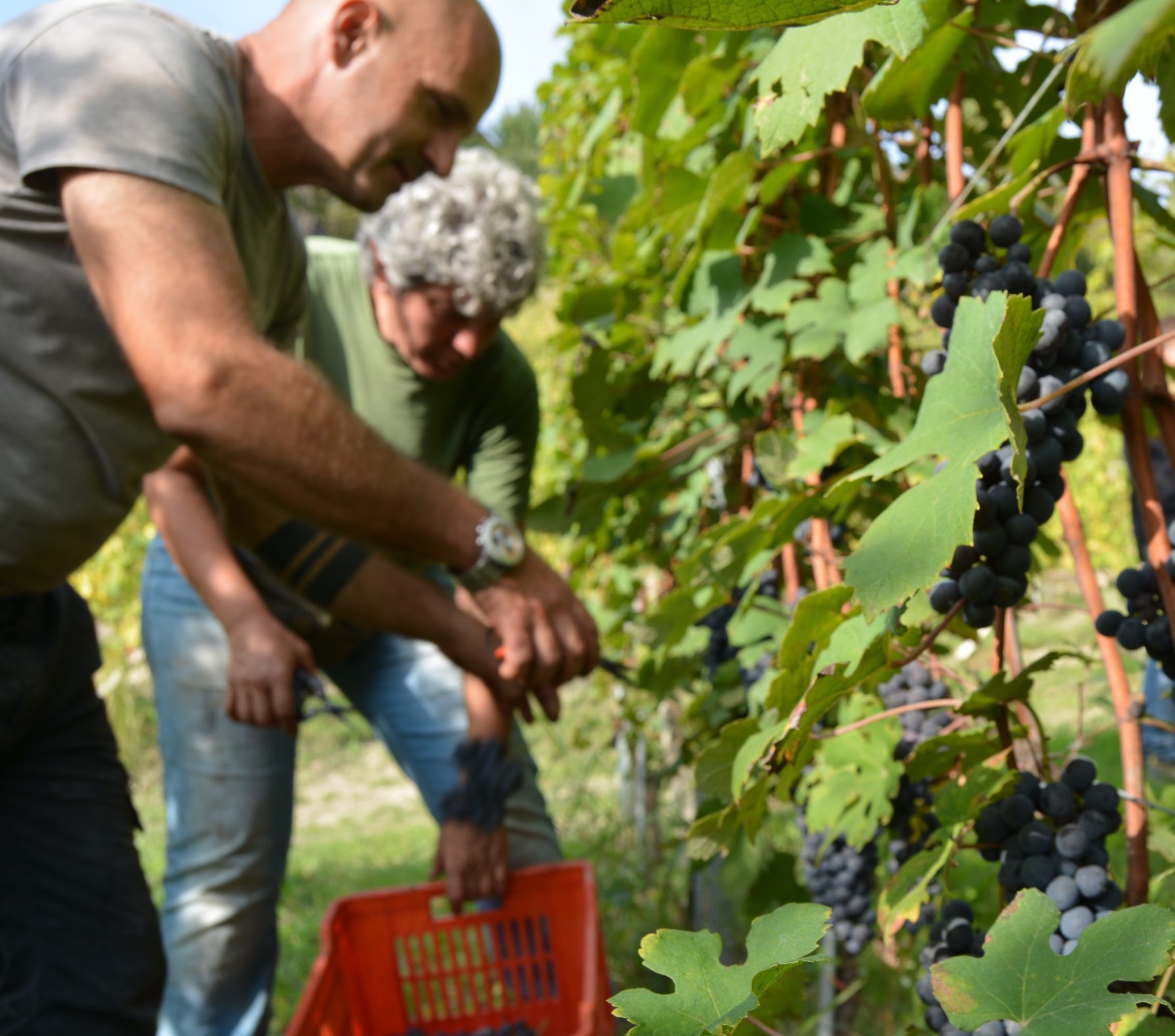 Barolo fall autumn harvest wine Langhe