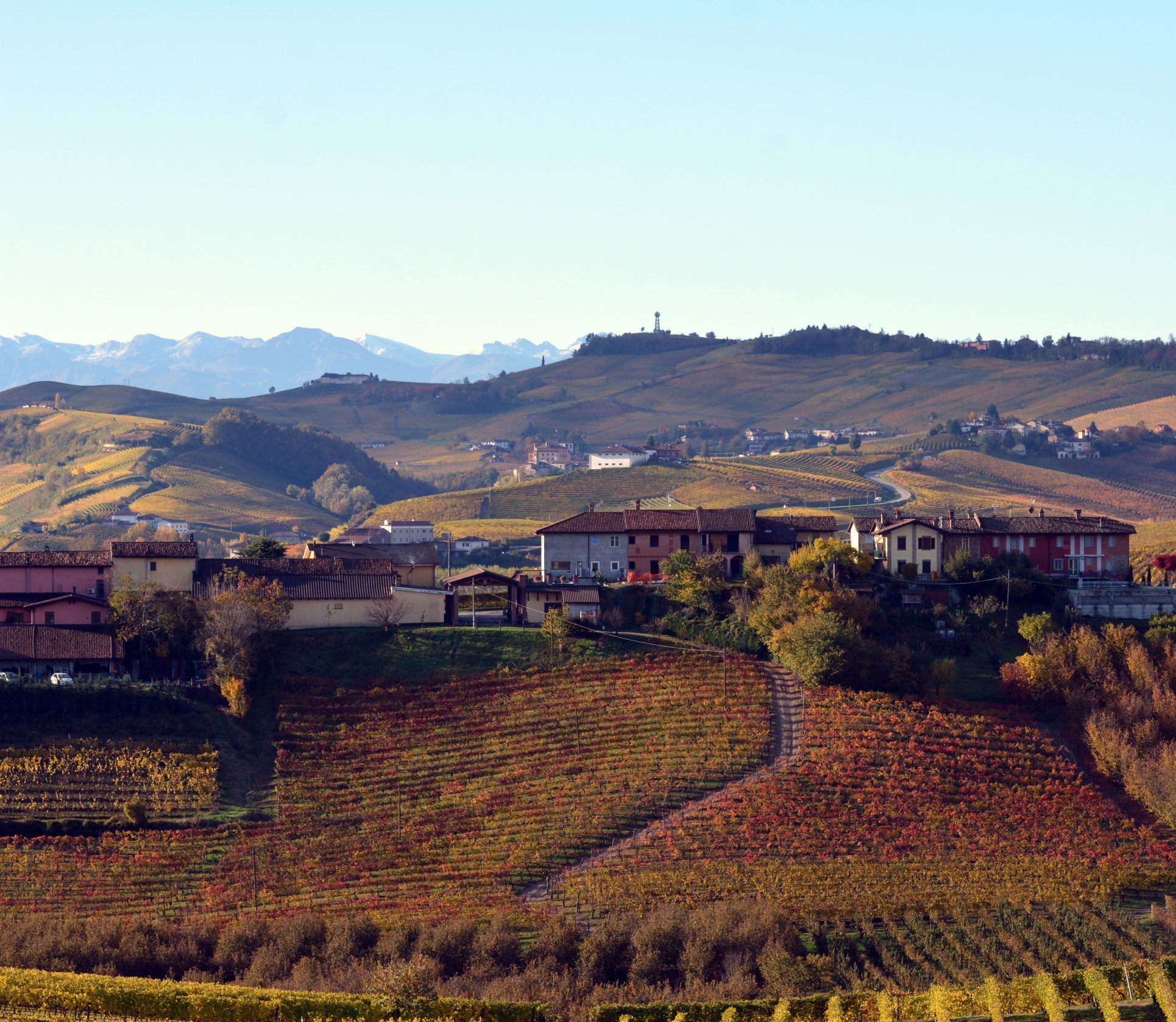 Langhe Piemonte landscape wine